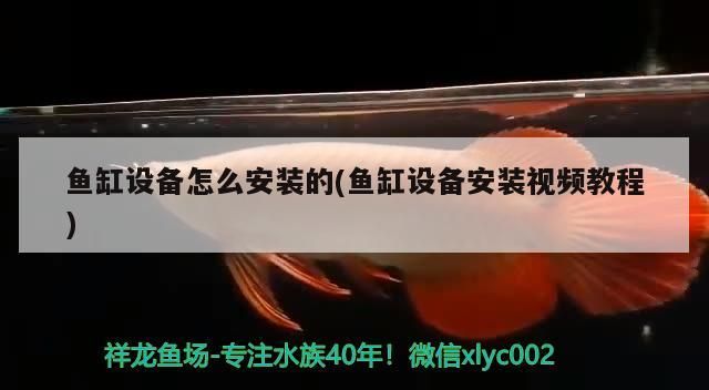 紅龍魚還是金龍魚貴一點 紅龍魚貴還是金龍魚貴（紅龍魚和金龍魚哪個貴）