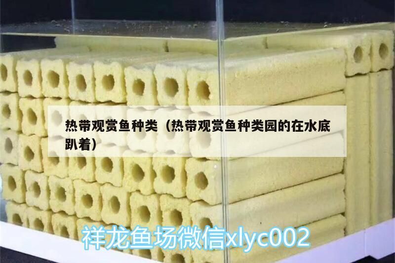 熱帶觀賞魚種類（熱帶觀賞魚種類園的在水底趴著）（30種常見熱帶觀賞魚）