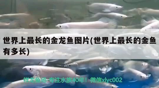 世界上最長的金龍魚圖片(世界上最長的金魚有多長)（世界上最長的金龍魚圖片）