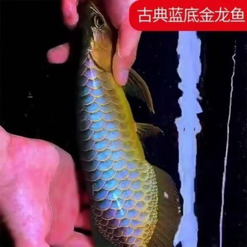 B過(guò)金龍魚和青龍魚哪個(gè)更貴（金龍魚和青龍魚哪個(gè)更貴）