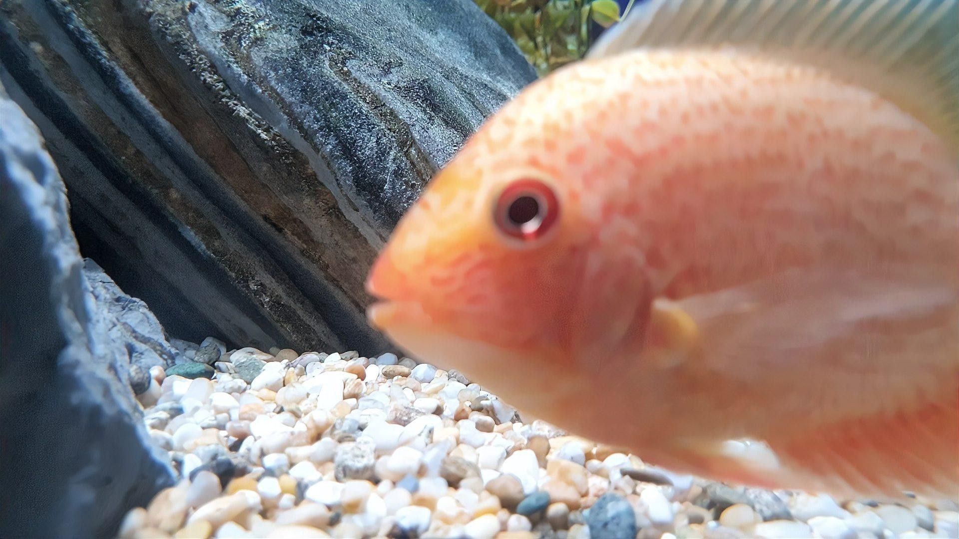 雷龍魚凸眼病多久會好（觀賞魚得了突眼病(凸眼病)教你一招解決） 雷龍魚凸眼病多久會好（觀賞魚得了突眼病(凸眼病)教你一招解決） 龍魚百科 第3張