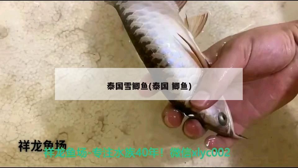 泰國雪鯽魚(泰國鯽魚)（泰國雪鯽魚和泰國雪鯽魚對應的相關信息介紹泰國雪鯽魚）