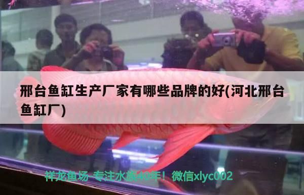 邢臺魚缸生產廠家有哪些品牌的好(河北邢臺魚缸廠)（邢臺魚缸生產廠家有哪些品牌好，邢臺魚缸生產廠家有哪些好）