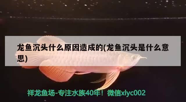 龍魚沉頭什么原因造成的(龍魚沉頭是什么意思)（龍魚沉頭什么原因造成的）