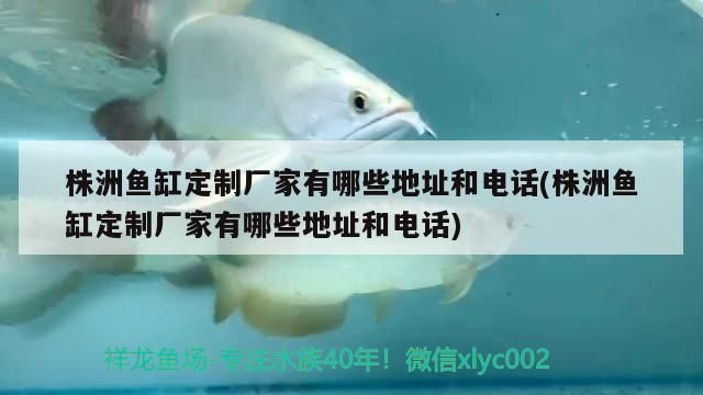 株洲魚缸定制廠家有哪些地址和電話(株洲魚缸定制廠家有哪些地址和電話)（株洲魚缸定制廠家有哪些地址和電話） 株洲魚缸定制廠家有哪些地址和電話(株洲魚缸定制廠家有哪些地址和電話)（株洲魚缸定制廠家有哪些地址和電話） 觀賞魚百科