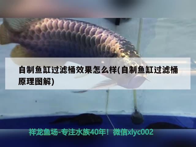 自制魚缸過濾桶效果怎么樣(自制魚缸過濾桶原理圖解)（自制魚缸過濾桶原理圖解）