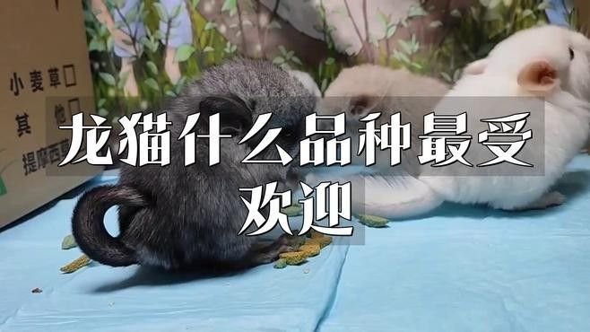 哪種顏色的龍貓最受歡迎（什么顏色的龍貓最受歡迎）