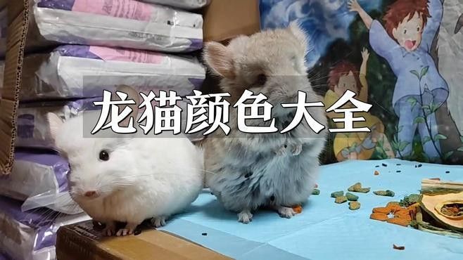 哪種顏色的龍貓最受歡迎（什么顏色的龍貓最受歡迎）