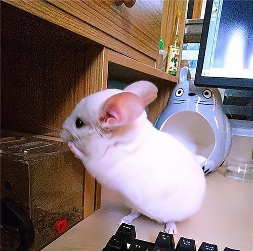 哪種顏色的龍貓最受歡迎（什么顏色的龍貓最受歡迎）