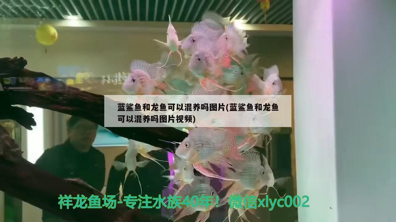 藍鯊魚和龍魚可以混養(yǎng)嗎圖片(藍鯊魚和龍魚可以混養(yǎng)嗎圖片視頻)（藍鯊魚和龍魚可以混養(yǎng)嗎）