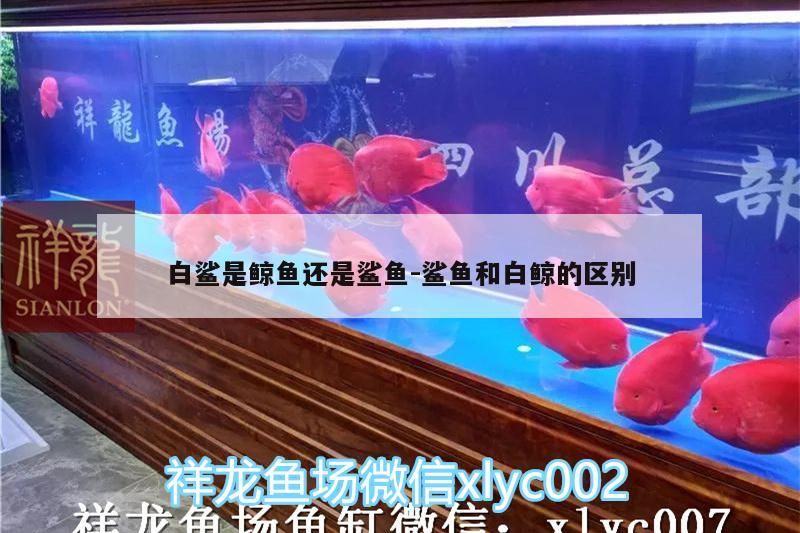 白鯊是鯨魚還是鯊魚:鯊魚和白鯨的區別（大白鯊是鯊魚的知識，大白鯊和白鯨的區別）