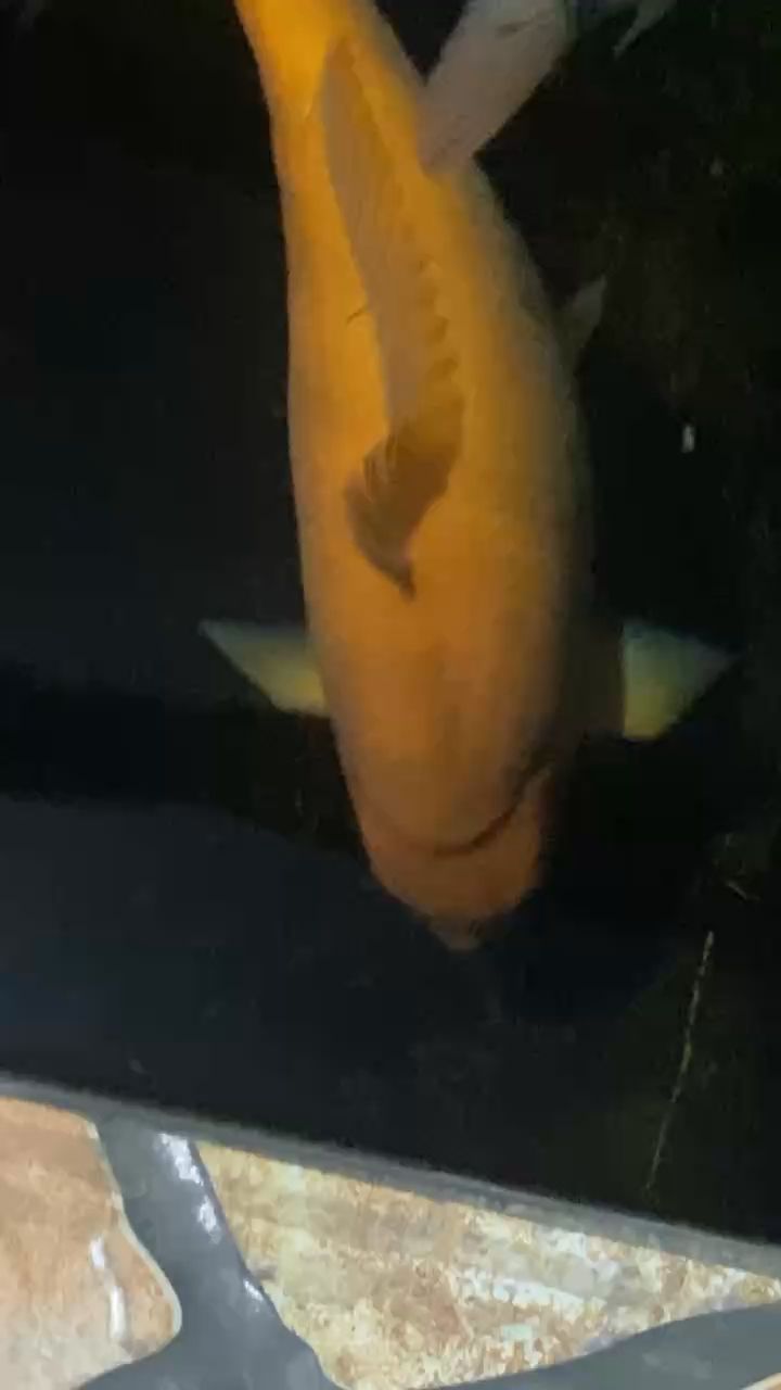 淮南水族館貼膘貼膘（安徽淮南水族館）