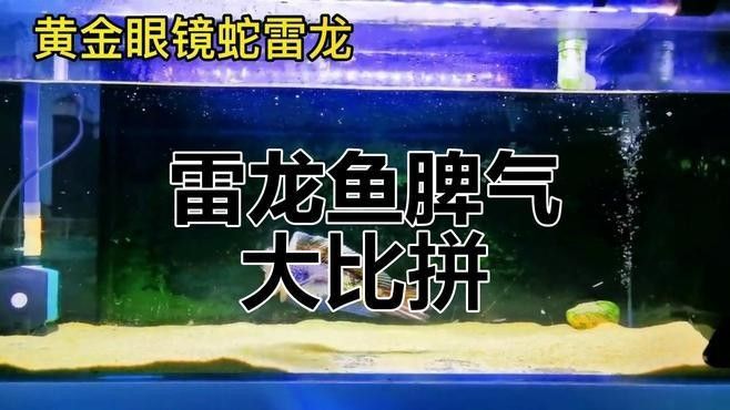 哪個店鋪的雷龍魚品種最全？（哪個店鋪的雷龍魚品種最全）