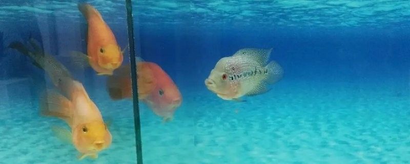 六角龍魚繁殖后多久可以喂食？（六角龍魚繁殖后多久可以喂食）