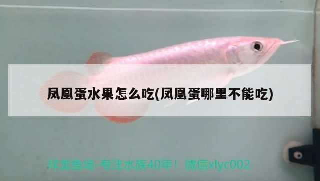 鳳凰蛋水果怎么吃(鳳凰蛋哪里不能吃)（鳳凰蛋水果怎么吃）