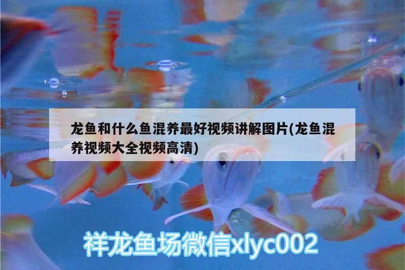 龍魚(yú)和什么魚(yú)混養(yǎng)最好視頻講解圖片(龍魚(yú)混養(yǎng)視頻大全視頻高清)（龍魚(yú)和什么魚(yú)混養(yǎng)最好視頻講解圖片）