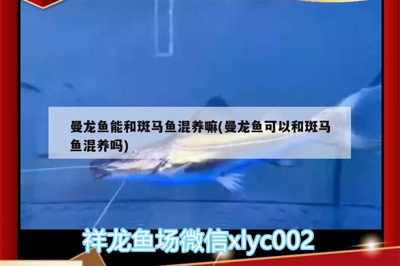 曼龍魚能和斑馬魚混養嘛(曼龍魚可以和斑馬魚混養嗎)（曼龍魚可以和斑馬魚混養嘛）