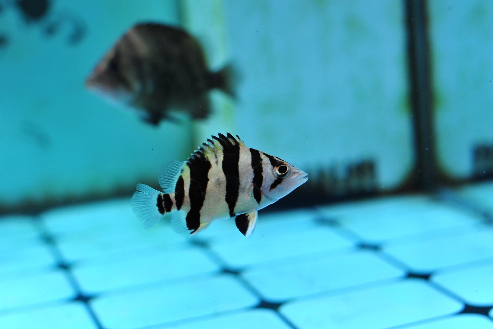 資陽水族館:國慶快樂71歲了（資陽水族館慶祝71歲生日）