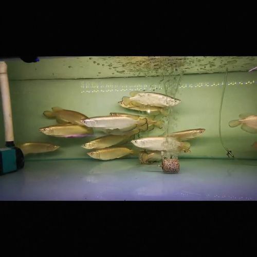 觀山湖哪個水族館龍魚好？祥龍魚場龍魚（觀山湖區(qū)哪個水族館龍魚好？）