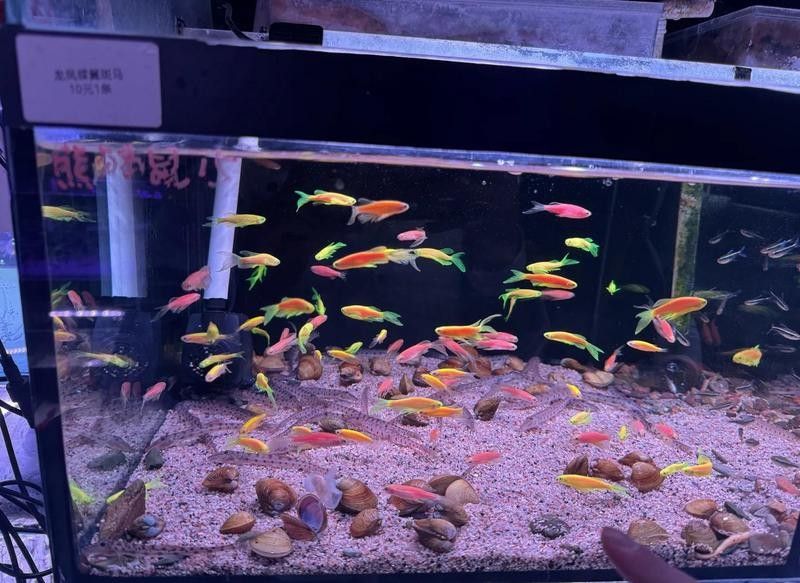 龍魚交易市場的營業時間是（國內部分龍魚交易市場的營業時間信息）