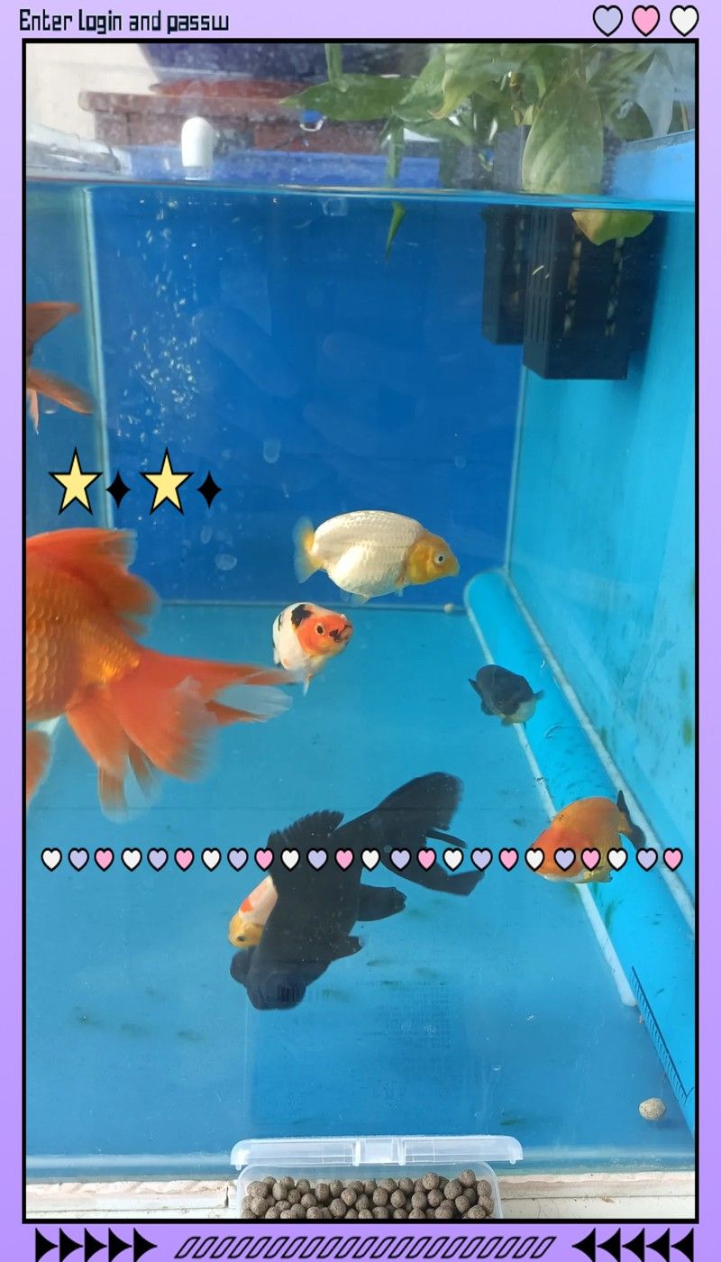 龍魚市場一般營業時間是（北京高碑店魚市新址及時間調整通知活力少年阿瑞斯）