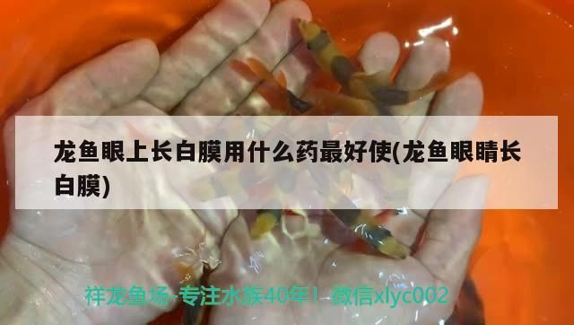 龍魚眼上長白膜用什么藥最好使(龍魚眼睛長白膜)（龍魚眼上長白膜用什么藥）