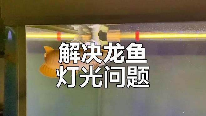 龍魚(yú)對(duì)光線(xiàn)的敏感度如何（龍魚(yú)對(duì)光線(xiàn)的需求）