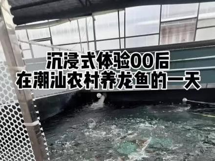 紅龍魚高清視頻素材（如何下載和使用紅龍魚高清視頻素材？）