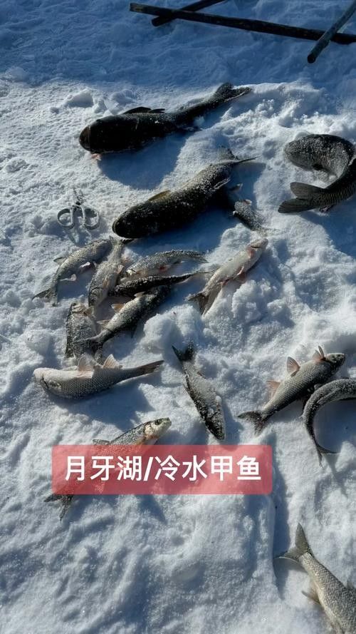 如何聯系到呼倫貝爾龍魚養殖基地（呼倫貝爾龍魚養殖基地：如何聯系到呼倫貝爾龍魚養殖基地）