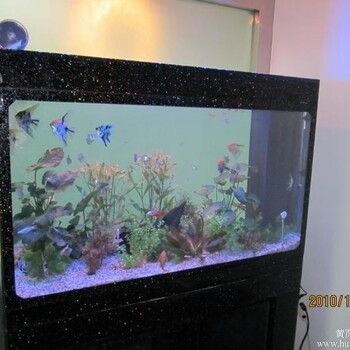 龍魚黑水的使用方法視頻（龍魚黑水有用嗎）（龍魚魚黑水的使用方法視頻）