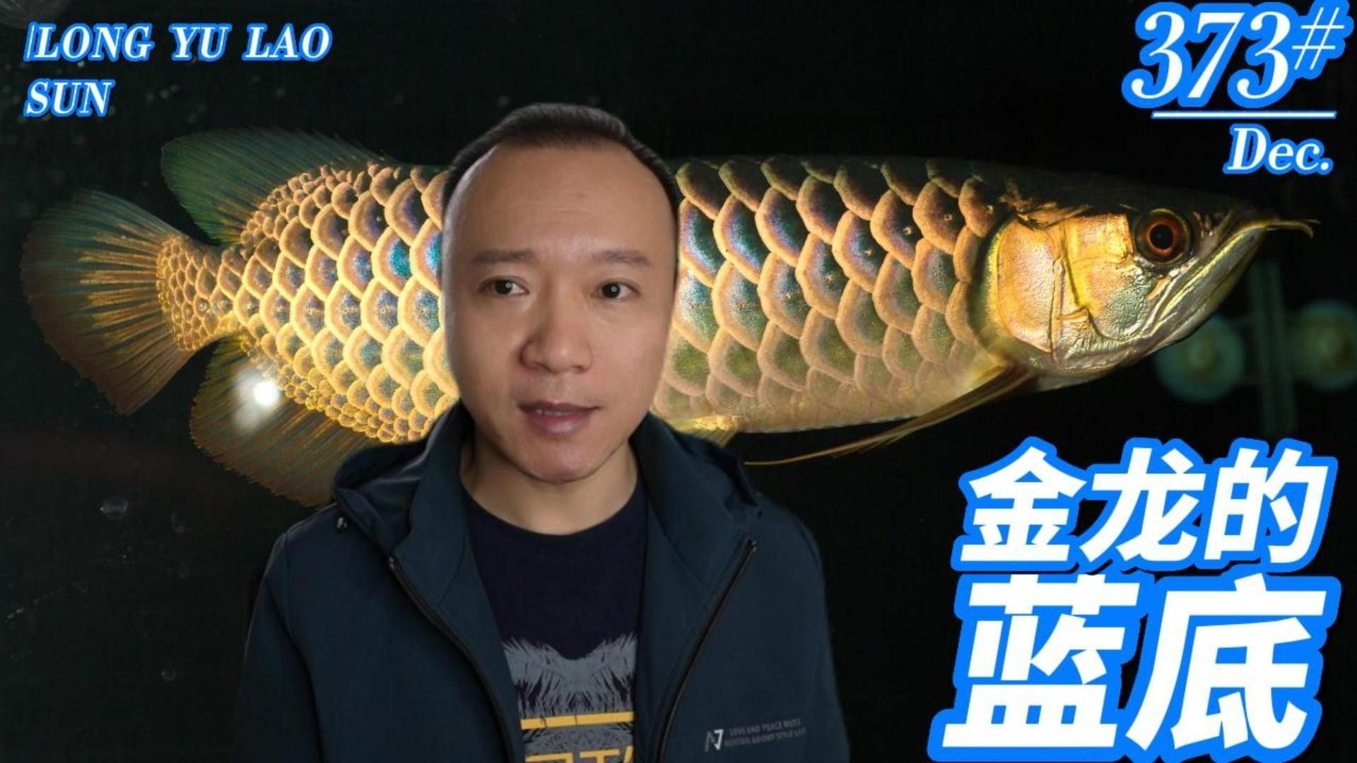 如何區(qū)分藍(lán)底和金底龍魚（zili揭曉龍魚鱗片中隱藏的秘密藍(lán)底金龍魚和金龍魚的區(qū)別） 如何區(qū)分藍(lán)底和金底龍魚（zili揭曉龍魚鱗片中隱藏的秘密藍(lán)底金龍魚和金龍魚的區(qū)別） 龍魚百科 第2張