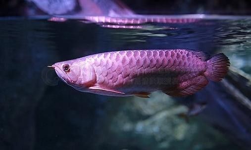 上虞哪個(gè)水族館龍魚(yú)好？祥龍魚(yú)場(chǎng)龍魚(yú)（全球首家龍魚(yú)繁殖漁場(chǎng)(進(jìn)口元寶鳳凰魚(yú)場(chǎng)） 上虞哪個(gè)水族館龍魚(yú)好？祥龍魚(yú)場(chǎng)龍魚(yú)（全球首家龍魚(yú)繁殖漁場(chǎng)(進(jìn)口元寶鳳凰魚(yú)場(chǎng)） 龍魚(yú)百科 第2張