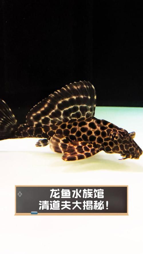 上虞哪個(gè)水族館龍魚(yú)好？祥龍魚(yú)場(chǎng)龍魚(yú)（全球首家龍魚(yú)繁殖漁場(chǎng)(進(jìn)口元寶鳳凰魚(yú)場(chǎng)） 上虞哪個(gè)水族館龍魚(yú)好？祥龍魚(yú)場(chǎng)龍魚(yú)（全球首家龍魚(yú)繁殖漁場(chǎng)(進(jìn)口元寶鳳凰魚(yú)場(chǎng)） 龍魚(yú)百科 第1張