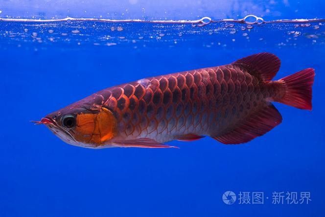 上虞哪個(gè)水族館龍魚(yú)好？祥龍魚(yú)場(chǎng)龍魚(yú)（全球首家龍魚(yú)繁殖漁場(chǎng)(進(jìn)口元寶鳳凰魚(yú)場(chǎng)） 上虞哪個(gè)水族館龍魚(yú)好？祥龍魚(yú)場(chǎng)龍魚(yú)（全球首家龍魚(yú)繁殖漁場(chǎng)(進(jìn)口元寶鳳凰魚(yú)場(chǎng)） 龍魚(yú)百科 第5張
