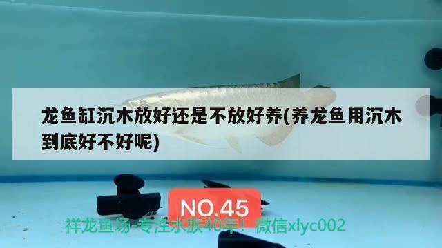 龍魚缸沉木放好還是不放好養(養龍魚用沉木到底好不好呢)（龍魚缸沉木放好還是不放好養）