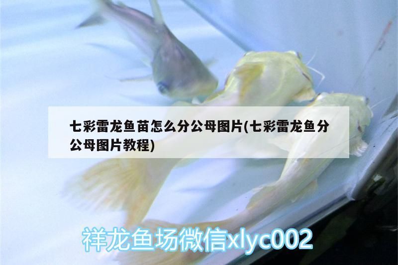 七彩雷龍魚苗怎么分公母圖片(七彩雷龍魚分公母圖片教程)（七彩雷龍魚怎么分公母圖片教程）