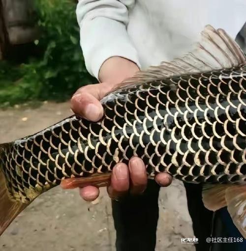 化龍鯉的市場價格是多少？（化龍鯉在現(xiàn)實中有哪些特殊品相化龍鯉在現(xiàn)實中有交易案例嗎）
