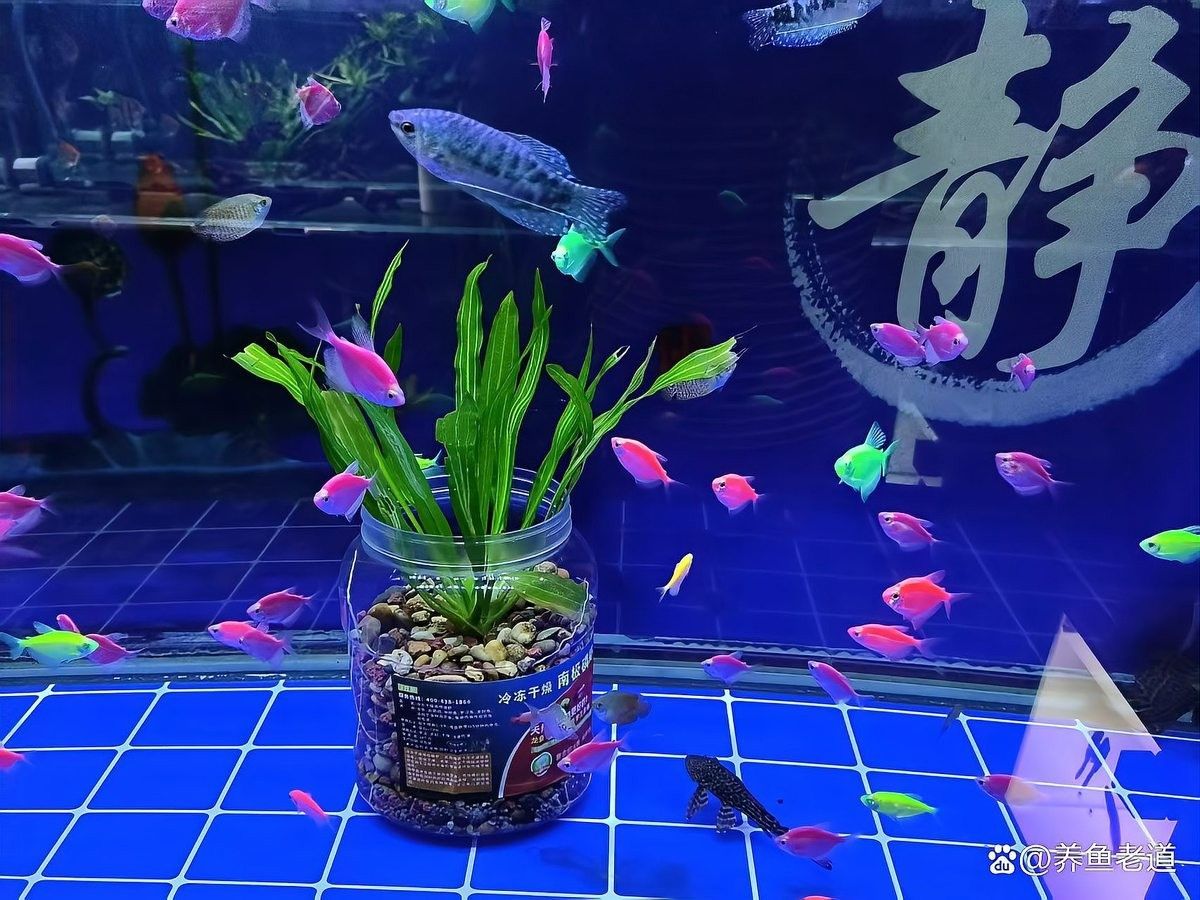 龍魚在多少度以下需要加溫（養龍魚應該注意什么）