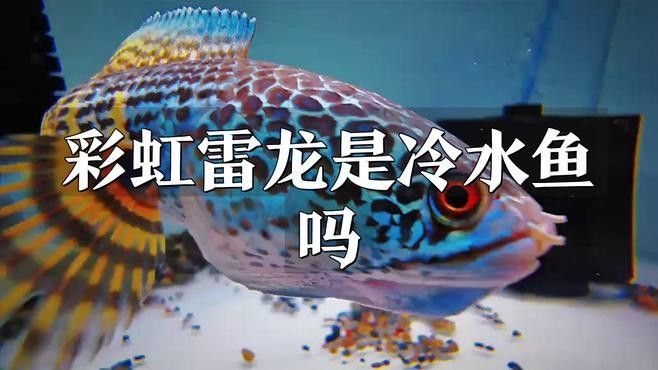 哪些雷龍魚品種最耐寒（哪些雷龍魚品種耐寒）