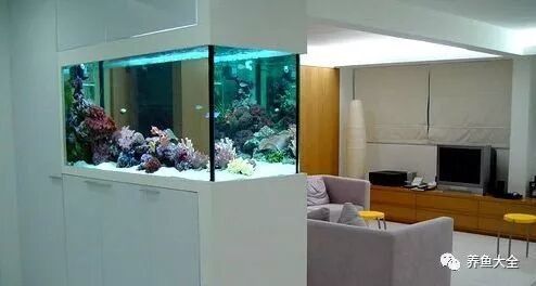如何正確給龍魚加鹽（如何正確的給龍魚加鹽？）