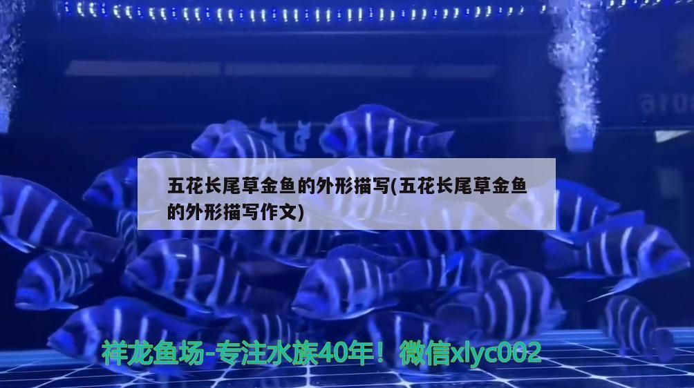 五花長尾草金魚的外形描寫(五花長尾草金魚的外形描寫作文)（五花長尾草金魚的外形描寫）