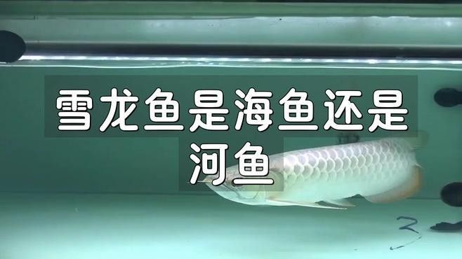 如何辨別真假天山雪龍魚（天山雪龍魚是什么魚）