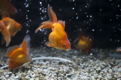 都有哪些觀賞魚類（觀賞魚的歷史演變）