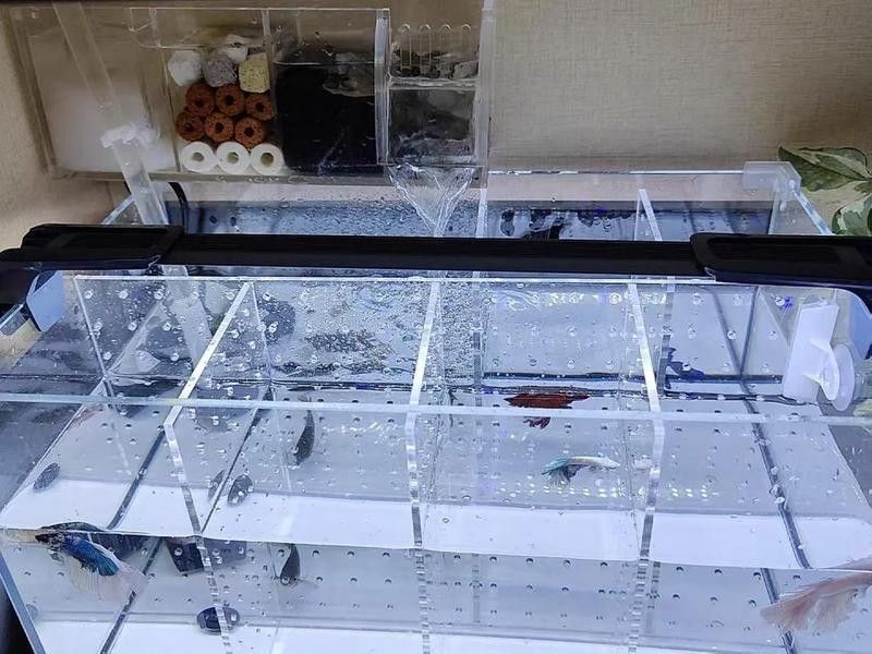 如何設置魚缸的隔離與緩沖區域？（亞克力魚缸隔離與緩沖區域設計策略愛我華夏飛翔斗魚生態缸）