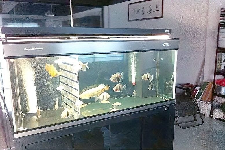 如何設置魚缸的隔離與緩沖區域？（亞克力魚缸隔離與緩沖區域設計策略愛我華夏飛翔斗魚生態缸）