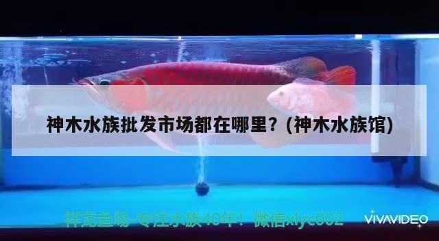 神木水族批發(fā)市場都在哪里？(神木水族館) 神木水族批發(fā)市場都在哪里？(神木水族館) 觀賞魚百科