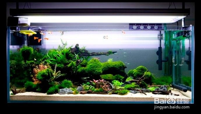 龍魚缸造景的步驟是什么？（觀賞魚世界，龍魚缸里怎么造景） 龍魚缸造景的步驟是什么？（觀賞魚世界，龍魚缸里怎么造景） 龍魚百科 第5張