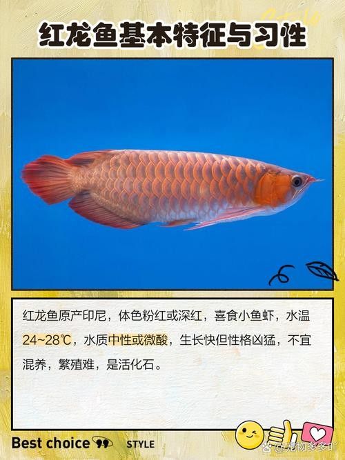 如何判斷紅龍魚的品質？（如何挑選優質的紅龍魚） 如何判斷紅龍魚的品質？（如何挑選優質的紅龍魚） 龍魚百科 第1張