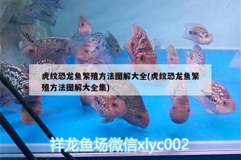 虎紋恐龍魚繁殖方法圖解大全(虎紋恐龍魚繁殖方法圖解大全集)（虎紋恐龍魚的繁殖方法圖解大全）