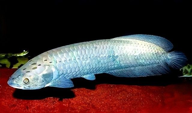 黑色龍魚有哪些品種？（心靈的游樂場黑色熱帶魚有哪些品種和介紹袁物先森）
